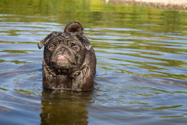 Kara köpek, nehirde yürür. Açık bir su küvetinde yıkanmak. Yüksek kalite fotoğraf
