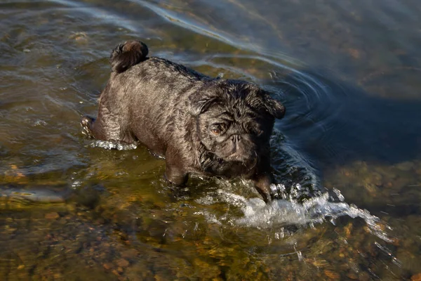 Svart hundmops går i vattnet, floden. badning i öppen vattenförekomst. — Stockfoto