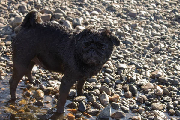 Siyah pug, köpek yana bakar ve çakıl taşlarının üzerinde durur.