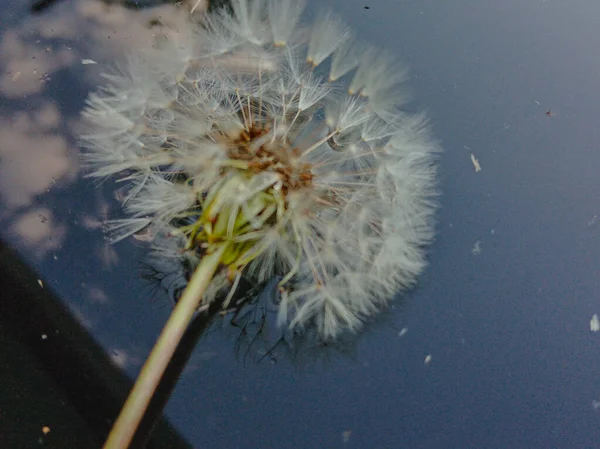 Dente Leão Branco Água Que Reflete Céu Foto Alta Qualidade — Fotografia de Stock