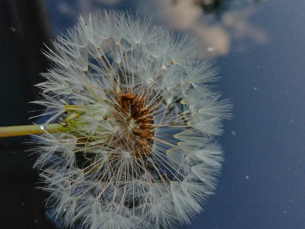 Weißer Löwenzahn Auf Dem Wasser Das Den Himmel Reflektiert Hochwertiges — Stockfoto