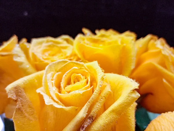 Roses jaunes sur fond noir avec des gouttelettes d'eau sur les pétales — Photo