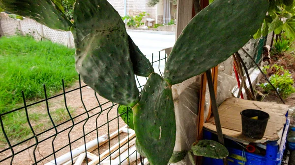 植物園でのとげのあるナシのサボテン — ストック写真