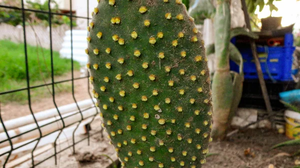 Kaktus Mit Kaktusfeigen Botanischen Garten — Stockfoto