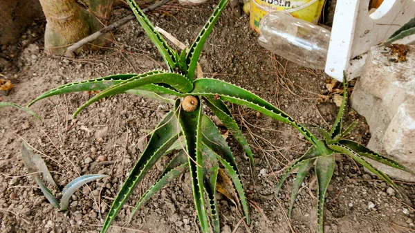 Planta Aloe Vera Verde Naturaleza Salvaje —  Fotos de Stock