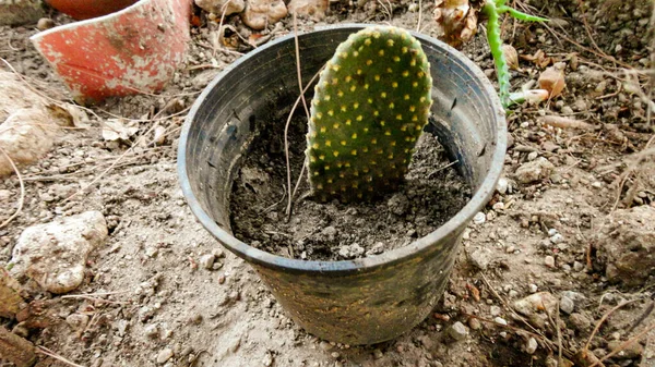 Kaktus Med Taggiga Päron Botaniska Trädgården — Stockfoto