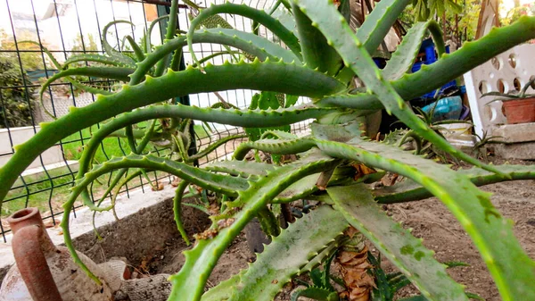 Zöld Aloe Vera Növény Vad Természetben — Stock Fotó