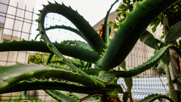 Grön Aloe Vera Växt Naturen — Stockfoto