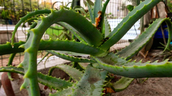 Planta Aloé Vera Verde Natureza Selvagem — Fotografia de Stock