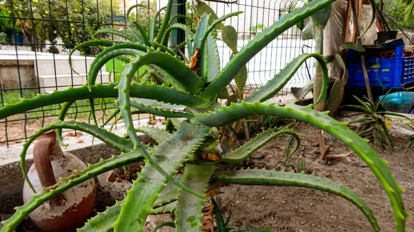 Planta Aloé Vera Verde Natureza Selvagem — Fotografia de Stock