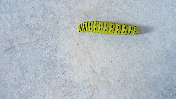 Gröna Larv Promenader Vit Marmor Bakgrund — Stockfoto