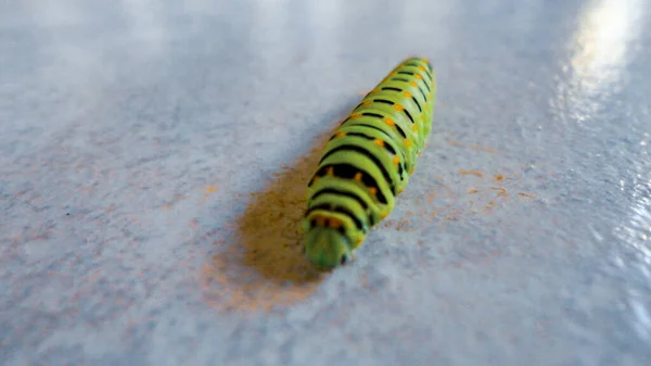 Bruco Verde Che Cammina Sullo Sfondo Marmo Bianco — Foto Stock