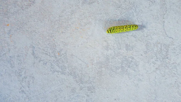Beyaz Mermer Arka Planda Yürüyen Yeşil Tırtıl — Stok fotoğraf