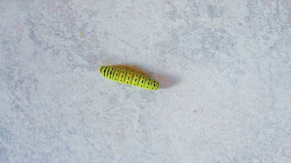 Green Caterpillar Walking White Marble Background — Stock Photo, Image