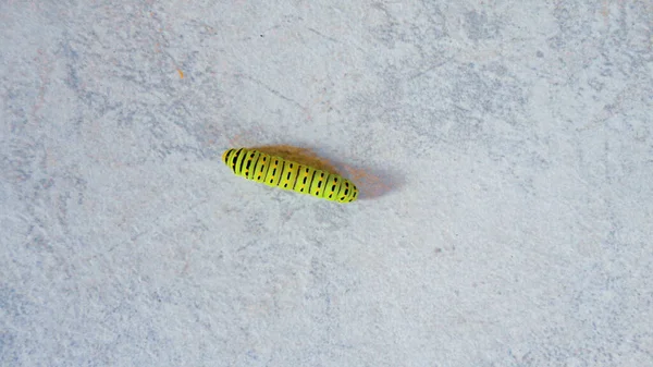 Oruga Verde Caminando Sobre Fondo Mármol Blanco — Foto de Stock