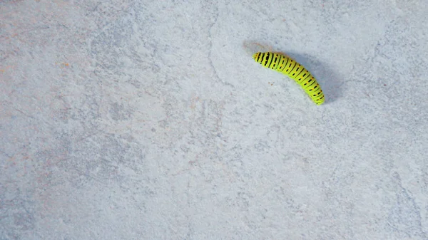 Oruga Verde Caminando Sobre Fondo Mármol Blanco — Foto de Stock