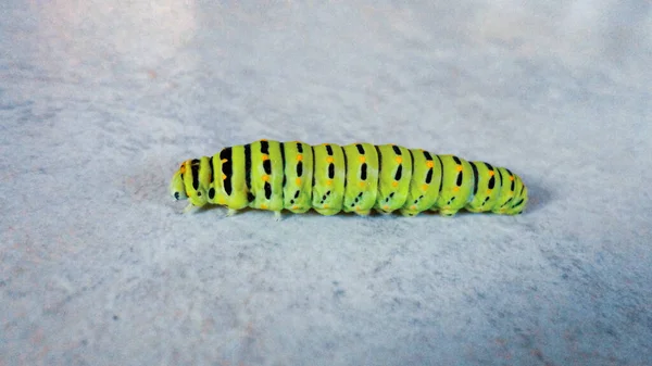 Oruga Verde Caminando Sobre Fondo Mármol Blanco — Foto de Stock