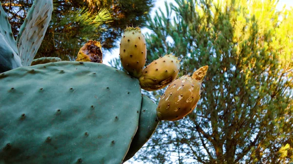 Kaktus Med Taggiga Päron Botaniska Trädgården — Stockfoto