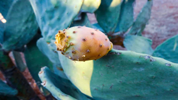 Kaktusz Tüskés Körtével Botanikus Kertben — Stock Fotó