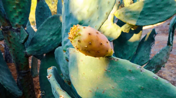 Kaktus Med Taggiga Päron Botaniska Trädgården — Stockfoto