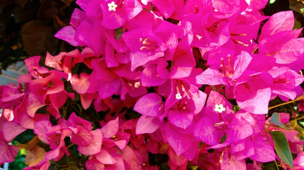 Barevné Bougainvillea Květiny Izolované Přírodním Zeleném Pozadí — Stock fotografie