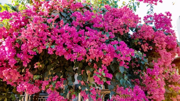 Kolorowe Bougainvillea Kwiat Izolowany Naturalnym Zielonym Tle — Zdjęcie stockowe