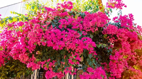 Colorful Bougainvillea Flower Isolated Natural Green Background — Stock Photo, Image