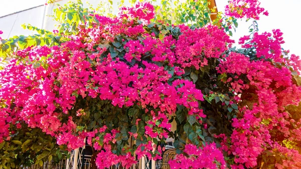 Colorato Fiore Bougainvillea Isolato Sfondo Verde Naturale — Foto Stock