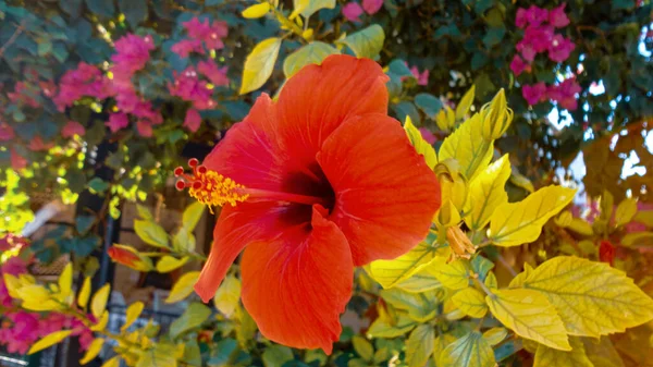 Barevné Bougainvillea Květiny Izolované Přírodním Zeleném Pozadí — Stock fotografie