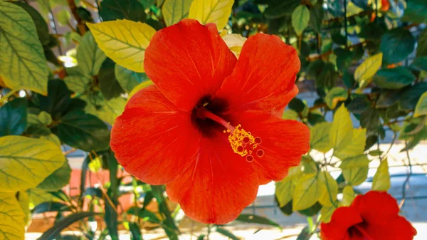 Flor Colorida Buganvilla Aislada Sobre Fondo Verde Natural — Foto de Stock