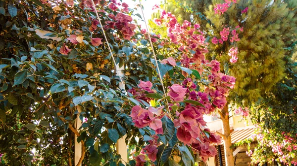 Barevné Bougainvillea Květiny Izolované Přírodním Zeleném Pozadí — Stock fotografie