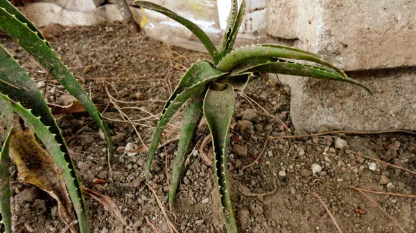Plante Verte Aloe Vera Nature Sauvage Image En Vente