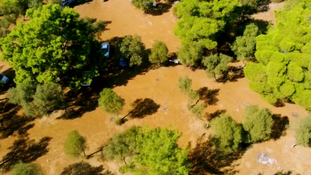 Flygfoto Över Trädtopparna Naturlig Skog Bakgrund Sommaren Didim Egeiska Sidan — Stockvideo