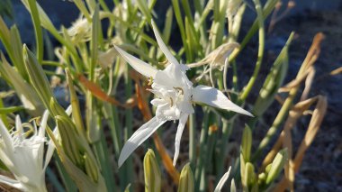 Türkiye 'deki botanik bahçesinde Örümcek zambağı (hymenocallis)
