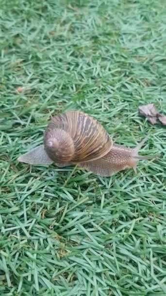 Snail Crawls Green Grass Snail Green Background Soil Grass — Stock Video
