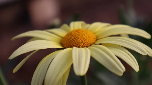Wilde Sonnenblume Auf Dunkelgrünem Hintergrund Blühende Goldene Wilde Sonnenblume Aus — Stockfoto