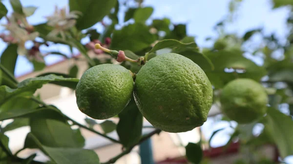 Limão Verde Orgânico Fresco Pendurado Galho Árvore Jardim Botânico — Fotografia de Stock