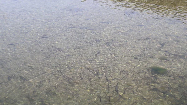 Mar Cristalino Grupo Peixes Nadando Mar Akbuk Didim Turquia — Fotografia de Stock