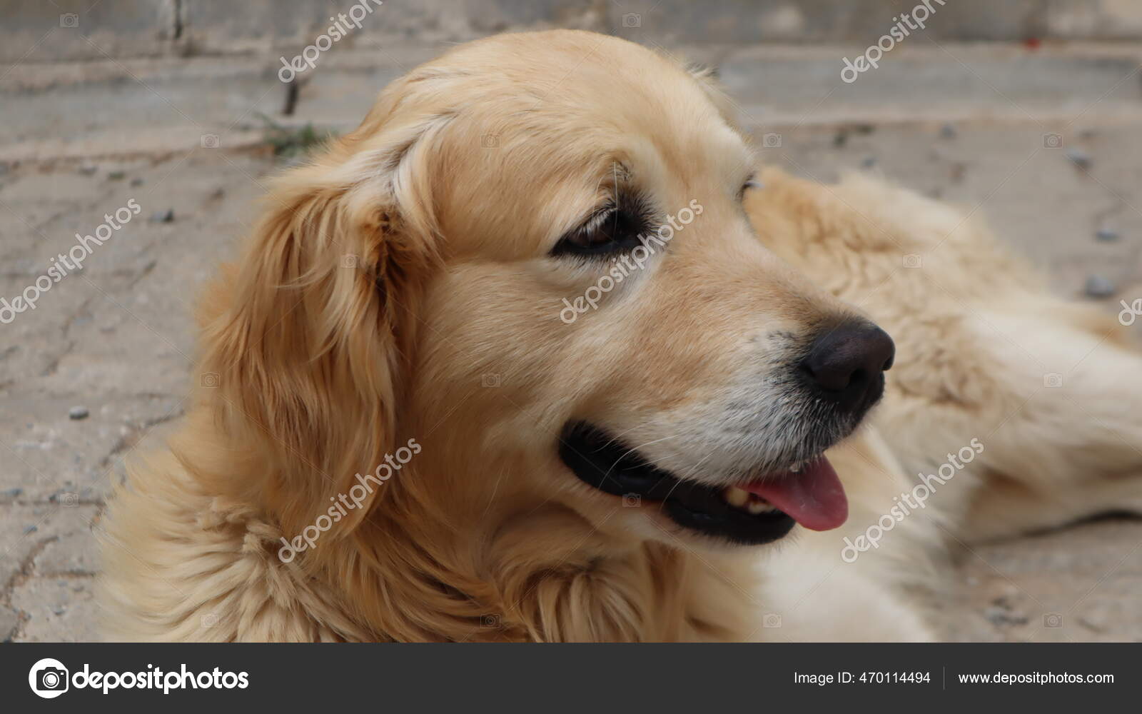 かわいい愛らしいゴールデンレトリバー犬通りで休んでください イスタンブール トルコの黄金のレトリバー犬の肖像 ストック写真 C Alohadunya