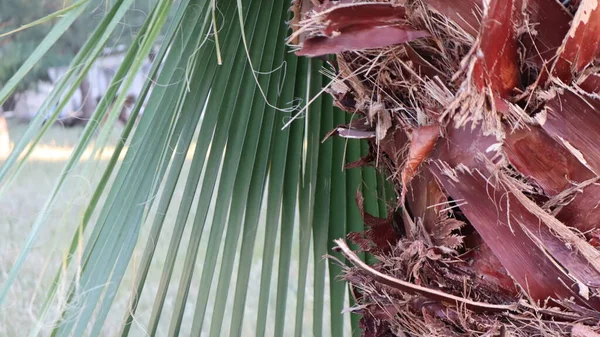 Detalle Del Tronco Superior Del Patrón Textura Fondo Palmera Corteza — Foto de Stock