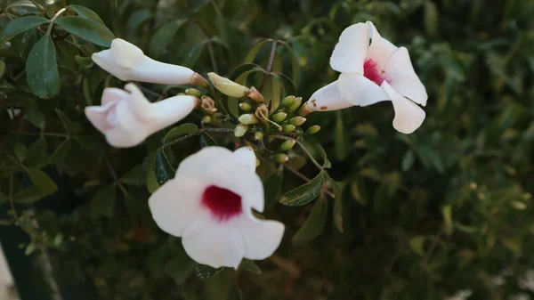 自然の緑の背景に隔離されたカラフルなブーゲンビリアの花 — ストック写真