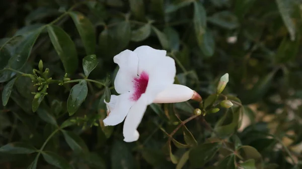 自然の緑の背景に隔離されたカラフルなブーゲンビリアの花 — ストック写真