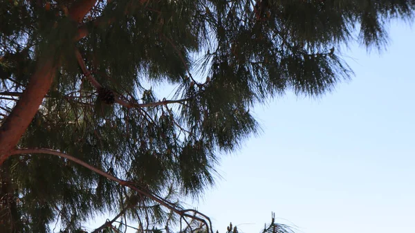 터키의 배경의 전나무입니다 소나무 — 스톡 사진