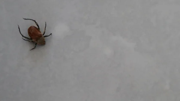 Pequeño Insecto Luchando Por Caminar Suelo Blanco Pequeña Araña Caminando — Foto de Stock