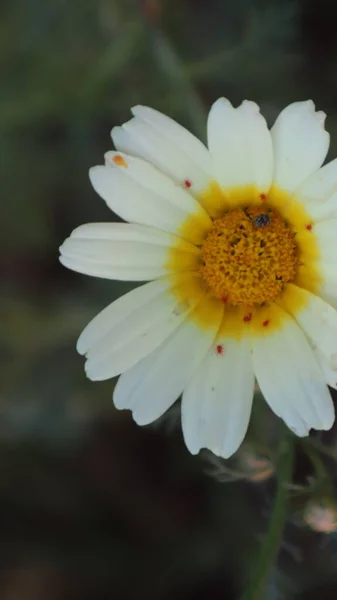 Daisy Bloeit Een Zonnige Dag Istanbul Turkije Bloeiende Madeliefjes Bloemen — Stockfoto