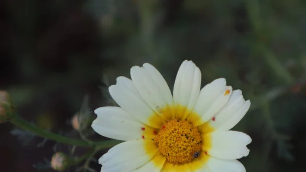 Daisy Bloeit Een Zonnige Dag Istanbul Turkije Bloeiende Madeliefjes Bloemen — Stockfoto