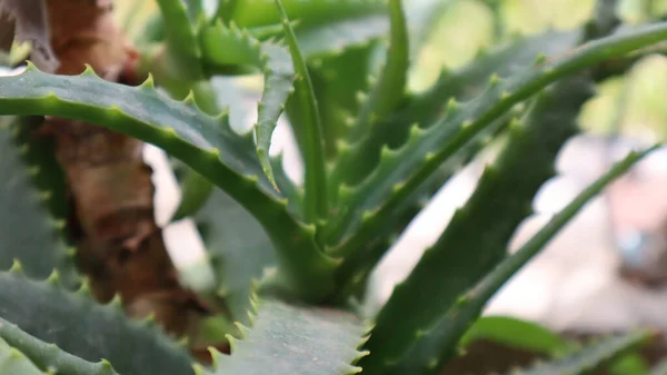 Aloe Vera Növény Zöld Háttérrel Aloe Vera Levél Közelkép Botanikus — Stock Fotó