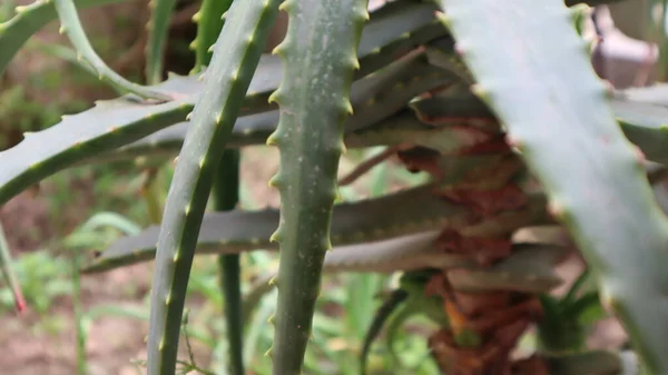 Roślina Aloesu Zielonym Tle Aloe Vera Zbliżenie Liści Ogrodzie Botanicznym — Zdjęcie stockowe