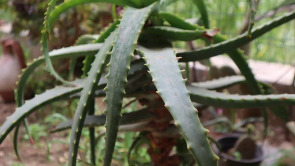 Planta Aloe Vera Sobre Fondo Verde Aloe Vera Primer Plano — Foto de Stock