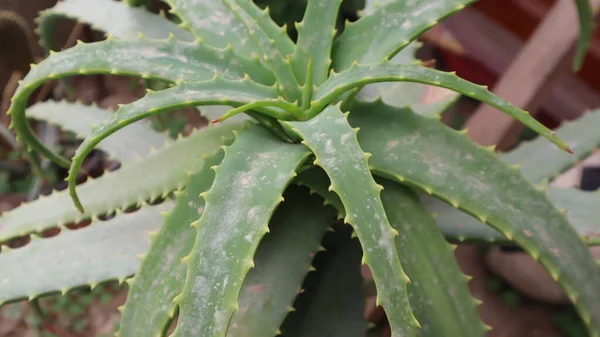 Roślina Aloesu Zielonym Tle Aloe Vera Zbliżenie Liści Ogrodzie Botanicznym — Zdjęcie stockowe